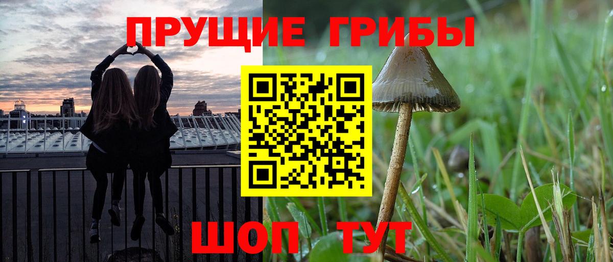 Астрахань  Псилоцибиновые грибы Cubensis  даркнет сайт  Вход с VPN  Псилоцибиновые грибы прущие грибы 